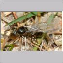 Lasius cf niger - Schwarzgraue Wegameise 09b 10mm - Koenigin - Sandgrube Niedringhaussee.jpg